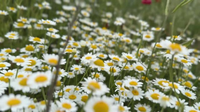 Beautiful chamomile flowers blooming in a green meadow. Delicate white petals and yellow centers moving in the breeze on a summer day