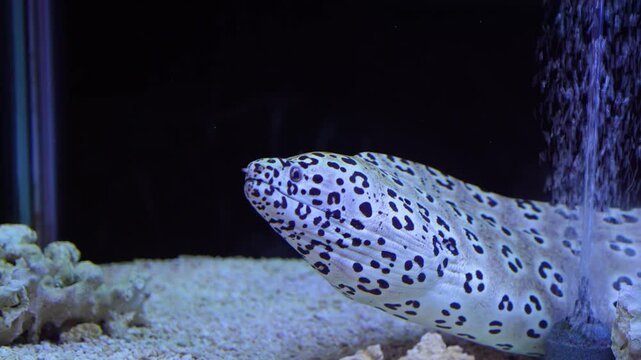 Honeycomb moray eel swimming in an aquarium tank