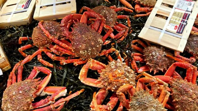 Vibrant red crabs and clams are displayed on a bed of seaweed at a market. Perfect for culinary blogs or seafood promotions.