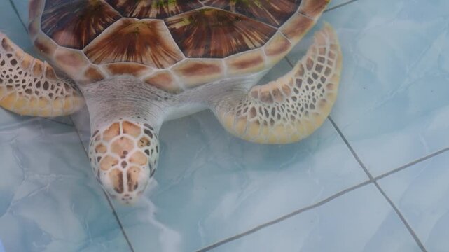 Green sea turtle swimming in a rehabilitation center pool