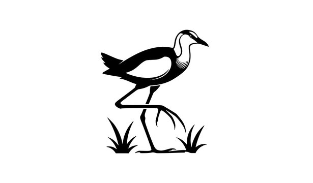 Elegant jacana bird silhouette vector illustration standing on lily pad isolated on white background for wildlife nature concept