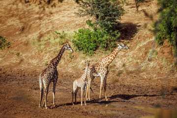 Giraffe couple with cub in Kruger National park, South Africa   Specie Giraffa camelopardalis family of Giraffidae © PACO COMO