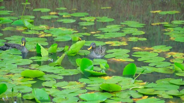 Pair of cautious yellow-billed ducks between green lily pads of pond