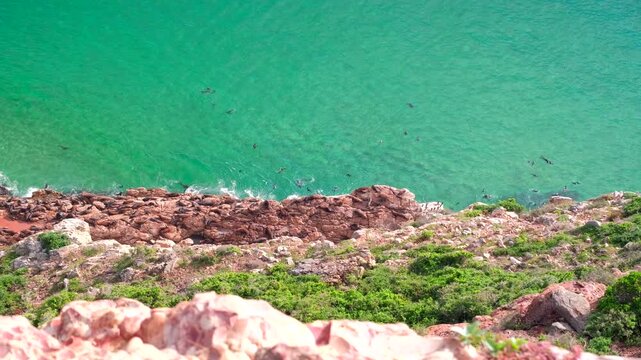 Cape Fur seal colony basking on rocks and swimming below coastal cliff, Robberg
