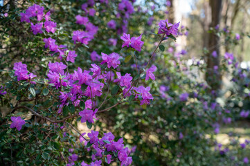 Obraz premium Purple Rhododendron Flowers on Branches in Spring Garden Soft Sunlight Pink Azalea Bloom