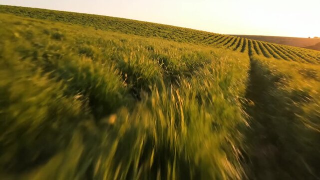 Vibrant green field of wheat swaying in the wind under the sun.