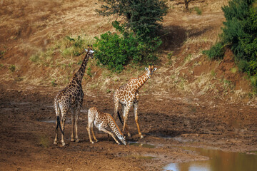 Giraffe couple with cub in Kruger National park, South Africa   Specie Giraffa camelopardalis family of Giraffidae © PACO COMO