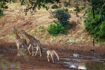 Giraffe couple with cub in Kruger National park, South Africa   Specie Giraffa camelopardalis family of Giraffidae © PACO COMO