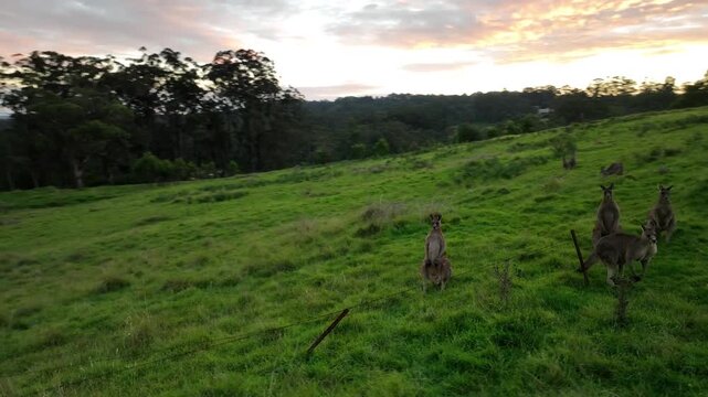 Aerial drone orbit shot circling kangaroos on lush green hillside at dusk in Bundanoon, Southern Highlands, New South Wales, Australia. Warm pink sky and eucalyptus trees frame the marsupials below.