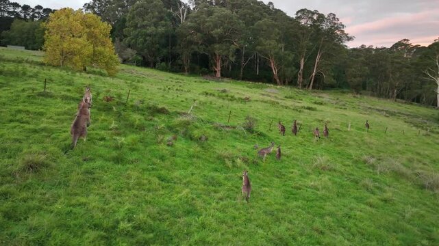 Aerial drone footage of kangaroos grazing on lush green farmland in Bundanoon, Southern Highlands, New South Wales, Australia. Captured at sunset with warm pink skies over rural paddocks.