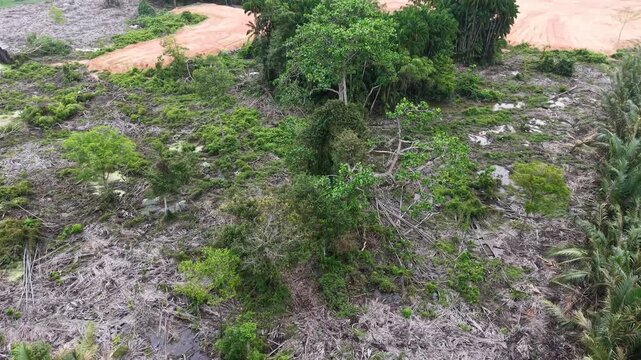 Drone aerial showing dead tree and cleared forest after deforestation.