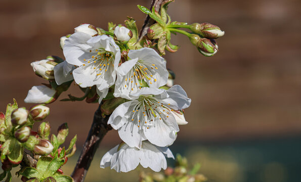 fleurs de cerisier
