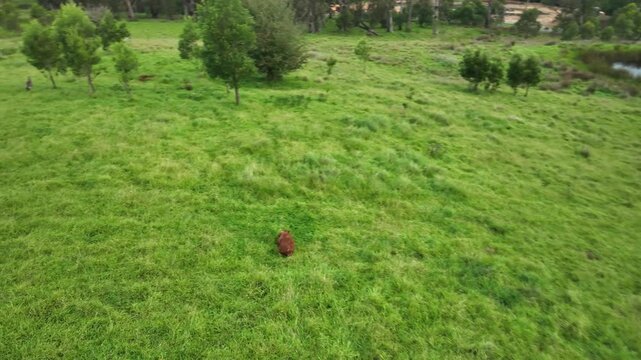 Close low-altitude aerial drone footage over dense lush green grass and paddock in Bundanoon, Southern Highlands, New South Wales, Australia. Wildlife visible amongst the thick green ground cover.