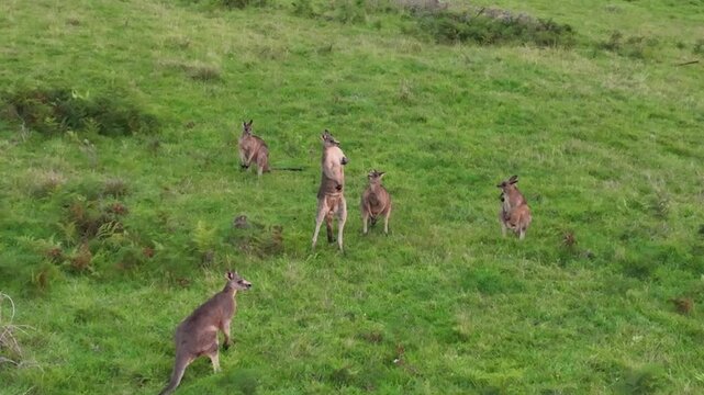 Close-up drone footage of a kangaroo scratching its chest while another kangaroo stands nearby on green grass in Bundanoon, Southern Highlands, New South Wales, Australia.