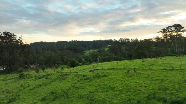 Aerial drone footage of kangaroos bounding across a green paddock toward a dramatic sunset sky in Bundanoon, Southern Highlands, New South Wales, Australia. Golden hour light over rural landscape.