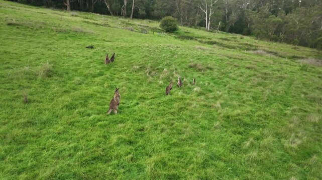 Aerial drone orbit footage circling over a pack of kangaroos on lush green hillside paddocks in Bundanoon, Southern Highlands, New South Wales, Australia. Wide open rural landscape with scattered tree