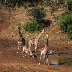 Three Giraffes and a calf around pond in Kruger National park, South Africa   Specie Giraffa camelopardalis family of Giraffidae © PACO COMO