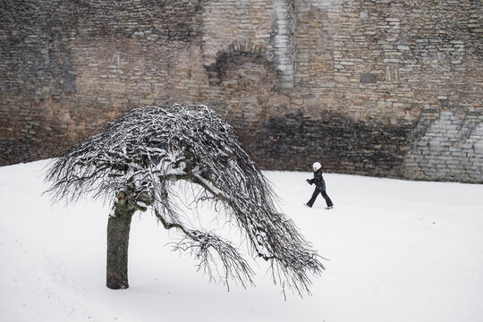 Tallinn, Estonia - 03 January 2025: View of a solitary figure walking past a snow-laden weeping tree against an ancient stone wall, bathed in winter's stark beauty.