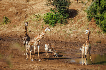 Three Giraffes and a calf around pond in Kruger National park, South Africa   Specie Giraffa camelopardalis family of Giraffidae © PACO COMO