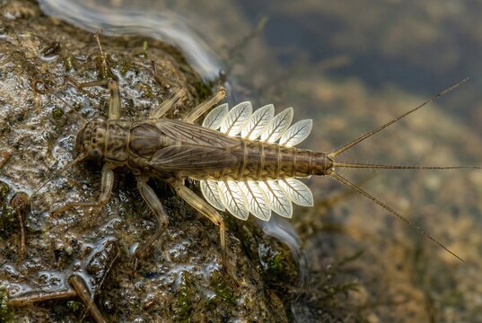 Mayfly nymph underwater larva on rock showing tracheal gills