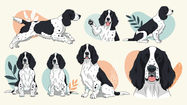 English springer spaniel dog illustrated in various poses such as sitting standing and running with decorative leaf elements.