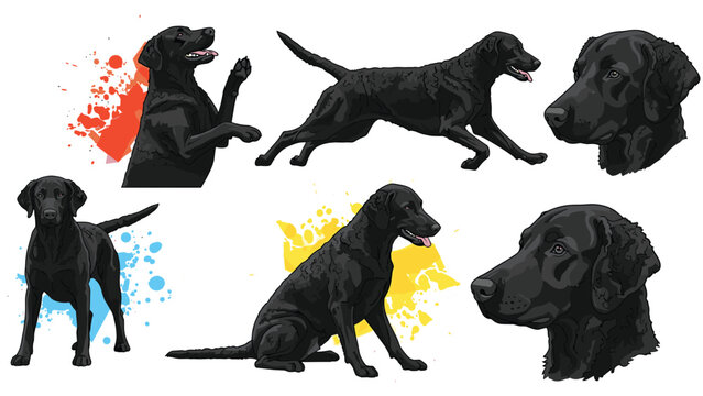 Set of six illustrations showing a black curly-coated retriever in various active poses like running and sitting for a dog training manual.