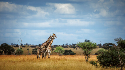Two Giraffes bonding in dry savanah scenery in Kruger National park, South Africa   Specie Giraffa camelopardalis family of Giraffidae © PACO COMO
