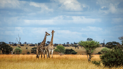 Two Giraffes bonding in dry savanah scenery in Kruger National park, South Africa   Specie Giraffa camelopardalis family of Giraffidae © PACO COMO