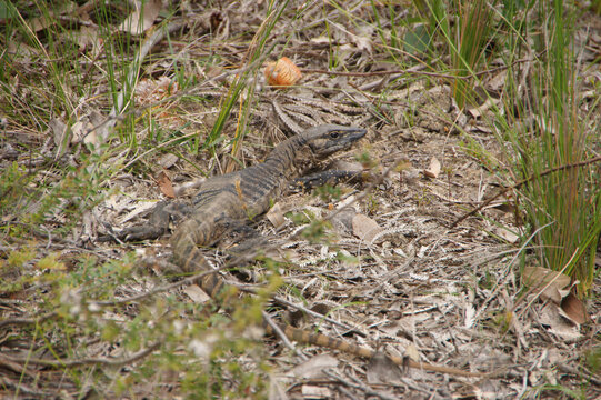 Rosenberg Goanna, Western Australia