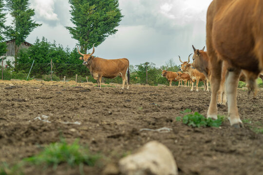 Cachena cows farm in a green field. Livestock, Galicia, Spain