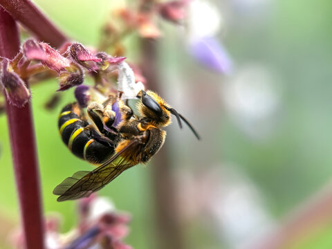Close up of bees sucking flower nectar, wool carder bee (Anthidium manicatum)