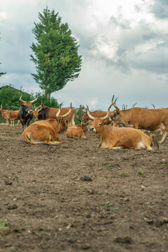 Cachena cows farm in a green field. Livestock, Galicia, Spain