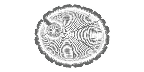 Cross section of a tree trunk showing growth rings and wood texture pattern © ZenVectors