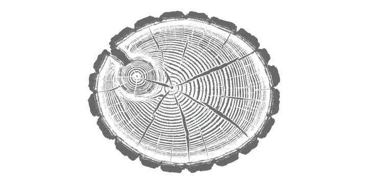 Cross section of a tree trunk showing growth rings and wood texture pattern