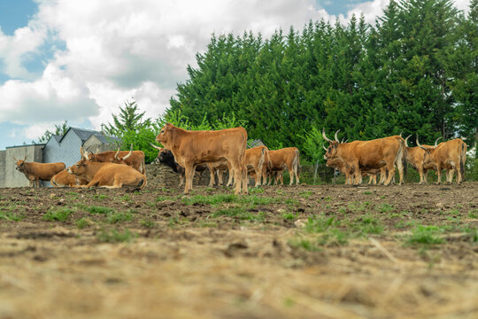 Cachena cows farm in a green field. Livestock, Galicia, Spain
