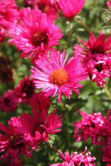 Fototapeta premium Bright pink aster flowers in sunlight with vibrant colors