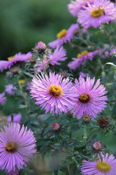 Purple aster flowers with soft bokeh and natural background