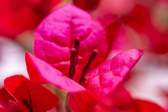 Gros plan sur le feuillage et les fleurs d'un bougainvillier 