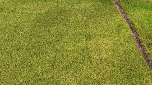 Aerial footage of yellowing paddy field with irrigation furrows and rice plants.