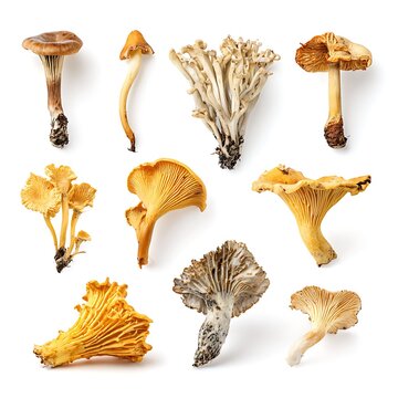  mushroom collection, chantarelle bundle isolated on with white background