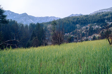 Fototapeta premium Spring Wheat Fields and Snow-Capped Himalayan Peaks in Shangarh, Sainj Valley. Spring blossoms in the foreground, contrasted with the majestic snow-covered ridges of the Great Himalayan National Park.