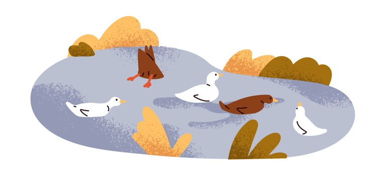 Ducks group swimming, floating on pond water. Cute funny birds, waterfowl, autumn nature landscape. Fowl on lake. Urban fauna, outdoor scenery. Flat vector illustration isolated on white background