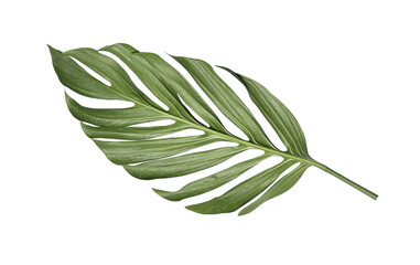 Leaves of Monstera deliciosa plant on a transparent background. © studio2013