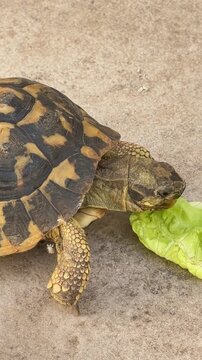Close-up of a Hermann&rsquo;s tortoise eating a fresh green lettuce leaf