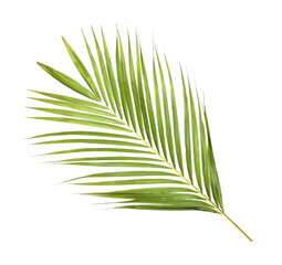 Fototapeta premium Green palm leaf on transparent background