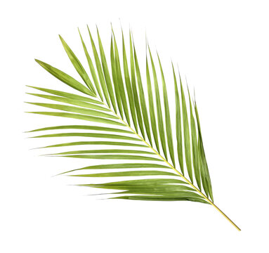 Green palm leaf on transparent background