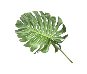 Obraz premium tropical monstera palm leaf tree background