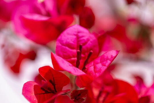Gros plan sur le feuillage et les fleurs d'un bougainvillier 
