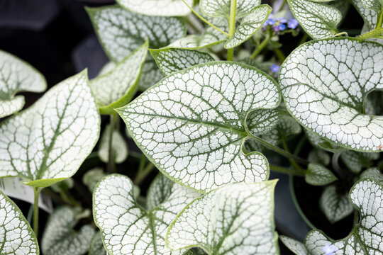 Brunnera macrophylla, the Siberian bugloss, great forget-me-not, largeleaf brunnera or heartleaf. This cultivar is the Brunnera macrophylla sea heart. It's native to the Caucasus. 