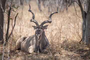Fototapeta premium Male Kudu resting in the shade in the bush land in north eastern Botswana, Africa